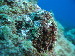 Phyllodiscus semoni