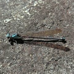 Argia funcki
