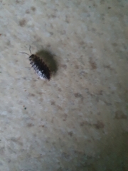 Oniscus asellus