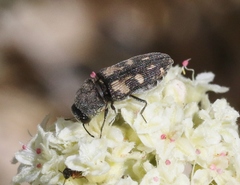 Acmaeoderoides distincta