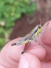 Melanoplus digitifer