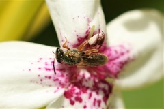 Lasioglossum adonidiae