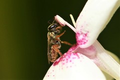Lasioglossum adonidiae