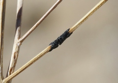 Asteromyia gutierreziae