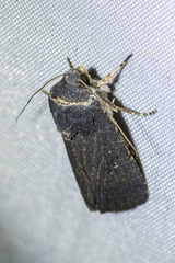 Proteuxoa asbolaea
