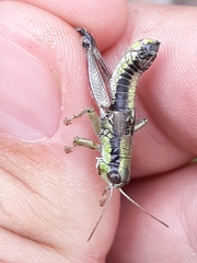 Melanoplus digitifer