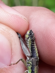 Melanoplus digitifer