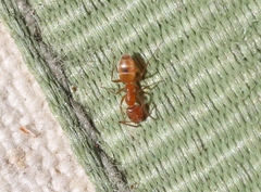 Forelius pruinosus