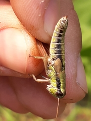 Melanoplus digitifer