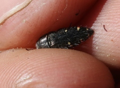 Acmaeodera angelica