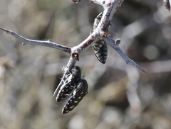 Acmaeodera gibbula