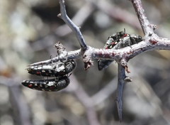 Acmaeodera gibbula