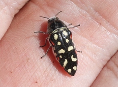 Acmaeodera gibbula