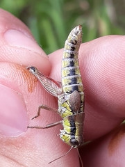 Melanoplus digitifer