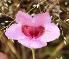 Dicerocaryum senecioides