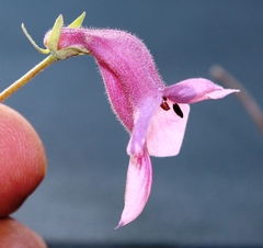 Dicerocaryum senecioides