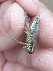 Melanoplus digitifer