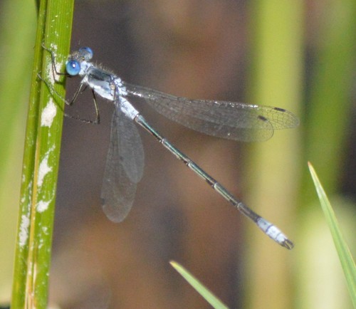 Northern Spreadwing photo 4
