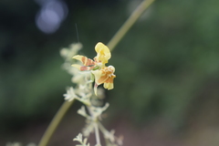 Oncidium heteranthum