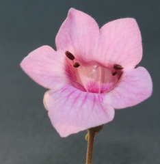 Dicerocaryum senecioides