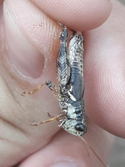 Melanoplus trinitense