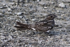 Chordeiles gundlachii