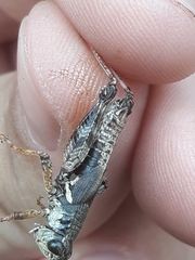 Melanoplus trinitense