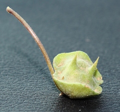 Dicerocaryum senecioides