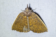 Authaemon stenonipha