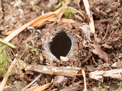 Antrodiaetus pacificus