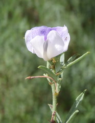Psoralea axillaris