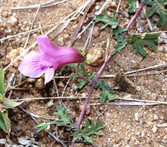 Dicerocaryum senecioides