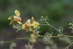 Oncidium heteranthum