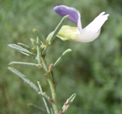 Psoralea axillaris