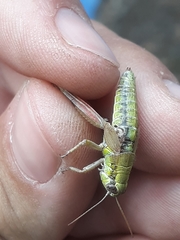 Melanoplus digitifer