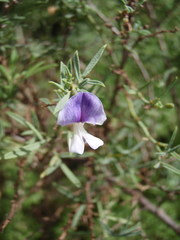 Psoralea axillaris