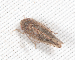 Paraphlepsius irroratus