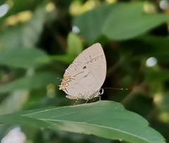 Iaspis andersoni