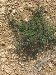 Jamesbrittenia calciphila