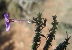 Jamesbrittenia calciphila