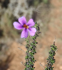 Jamesbrittenia calciphila