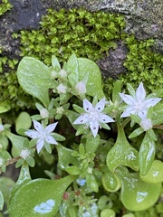 Sedum jaliscanum