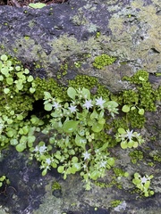Sedum jaliscanum