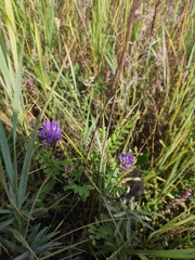 Astragalus