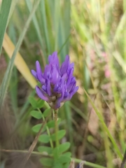 Astragalus
