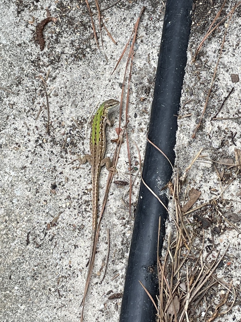 Italian Wall Lizard from Surrey Downs Ct, Wilmington, NC, US on August
