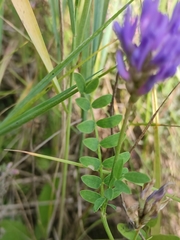 Astragalus