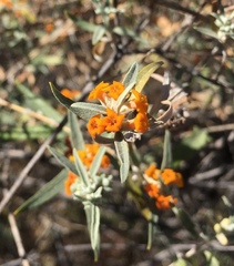 Buddleja tucumanensis