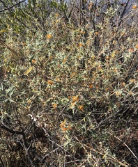 Buddleja tucumanensis