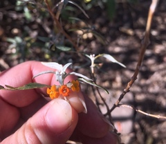 Buddleja tucumanensis
